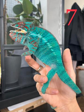 Jonge mannelijke kameleons Furcifer pardalis ambilobe beschikbaar voor biedingen