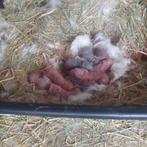 Franse hangoren, Meerdere dieren, Groot, Hangoor, 0 tot 2 jaar