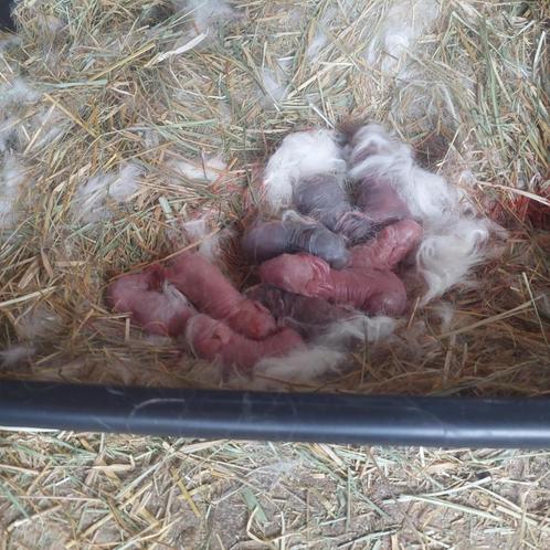 Franse hangoren, Dieren en Toebehoren, Konijnen, Groot, Meerdere dieren, 0 tot 2 jaar, Hangoor