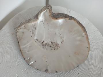 Rare Shell Oyster Australia Shell Parelmoer Pinctada Maxima 