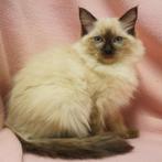 Ragdoll - chatons à vendre, Animaux & Accessoires, Chats & Chatons | Chats de race | Poil long, Plusieurs animaux, Vermifugé, 0 à 2 ans