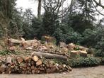 brandhout, 3 tot 6 m³, Ophalen, Beukenhout, Blokken