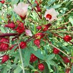 Hibiscus sabdariffa rosella, Ophalen of Verzenden, Zaad