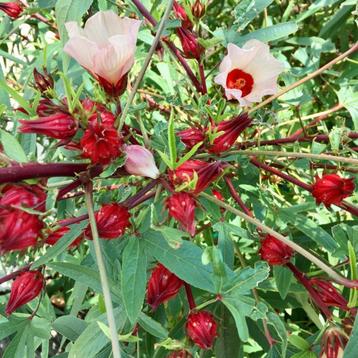 Hibiscus sabdariffa rosella beschikbaar voor biedingen