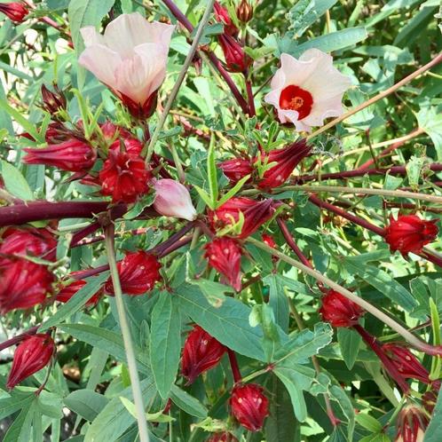 Hibiscus sabdariffa rosella, Tuin en Terras, Bloembollen en Zaden, Zaad, Ophalen of Verzenden