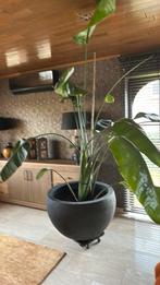 Strelitzia ( zonder bloempot), Huis en Inrichting, Kamerplanten, Groene kamerplant, Ophalen, Halfschaduw, 150 tot 200 cm
