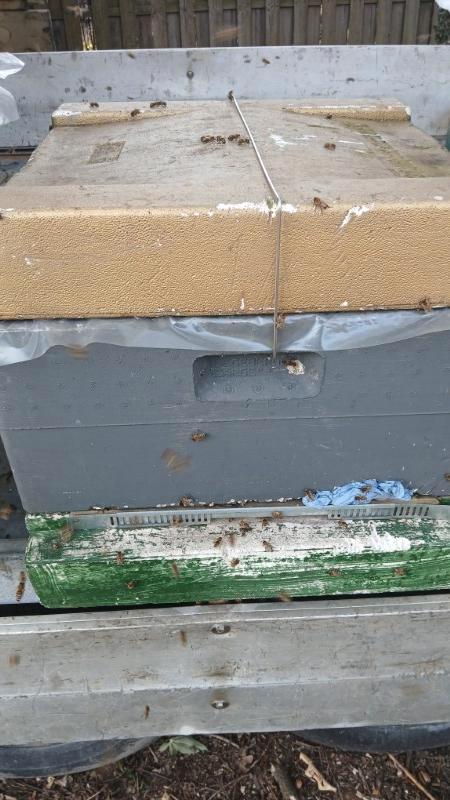 Bijenvolk simplex carnica met segeberger kast inbegrepen, Animaux & Accessoires, Insectes & Araignées, Abeilles