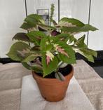 Plantes coleus et tradescantia nanouk dans le pot, Huis en Inrichting, Kamerplanten, Ophalen, Overige soorten, Halfschaduw, In pot