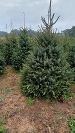 Kerstbomen te koop, Tuin en Terras, Ophalen of Verzenden, In pot