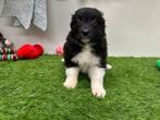 Nestje Border Collie pups, Dieren en Toebehoren, Honden | Herdershonden en Veedrijvers, België, CDV (hondenziekte), 8 tot 15 weken