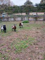 Dwerggeitjes, Dieren en Toebehoren, Schapen, Geiten en Varkens, Geit, 3 tot 5 jaar