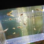 Guppies, Dieren en Toebehoren, Vissen | Aquariumvissen, Vis, Zoetwatervis