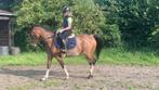 Leuke sport C pony merrie 9j, Dieren en Toebehoren, Pony's, Merrie, B, Gechipt, Springpony