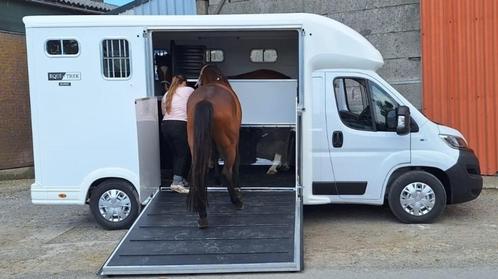 Paardencamionette te huur - KNOKKE - DAMME - DE HAAN, Animaux & Accessoires, Chevaux & Poneys | Semi-remorques & Remorques, Neuf