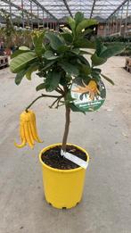 Citrus Hand of Buddha, Ophalen