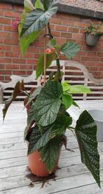Bégonia corallina, Ophalen, Overige soorten, Halfschaduw, In pot