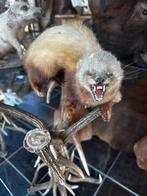 Zeer oud opgezette dier, Antiek en Kunst, Ophalen of Verzenden