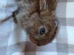 Lieve Franse hangoor voedster, Dieren en Toebehoren, Konijnen, Mannelijk, Groot, Hangoor, 0 tot 2 jaar