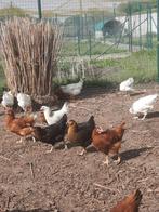 Legkippen, Dieren en Toebehoren, Pluimvee, Meerdere dieren, Kip