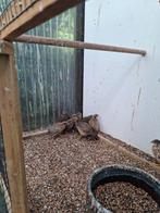 chinese dwergkwartelhennen, Dieren en Toebehoren, Vogels | Overige Vogels