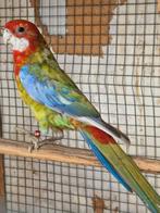 Zwart pastel opaline witvleugel/ blauw rosella, Dieren en Toebehoren, Vogels | Parkieten en Papegaaien, Mannelijk, Parkiet, Geringd
