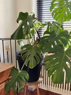 Monstera, Huis en Inrichting, Kamerplanten, Ophalen
