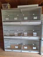 Kweekkooien, Ophalen of Verzenden