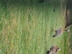 Grijskopganzen 2025, Dieren en Toebehoren, Meerdere dieren, Gans of Zwaan