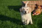 Golden retriever pups geboren in Belgie, Dieren en Toebehoren, Golden retriever, België, 8 tot 15 weken, Meerdere