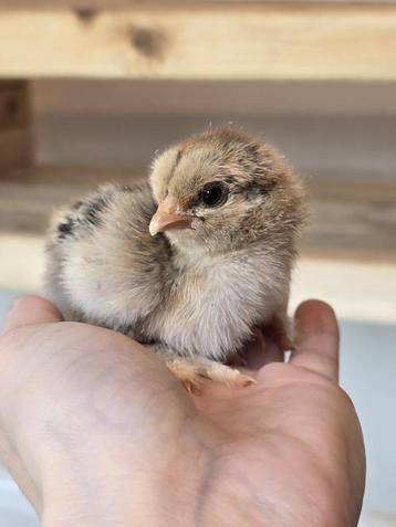 Te koop: Brahma broedeieren beschikbaar voor biedingen