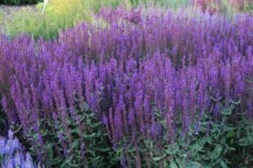 Salvia carradonna beschikbaar voor biedingen