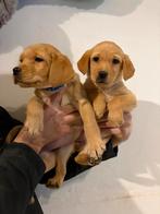 Beaux chiots labrador blond foncé, Animaux & Accessoires, Labrador retriever, Plusieurs, Belgique, Plusieurs animaux