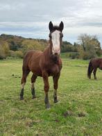Poulain Cob normand, Dieren en Toebehoren, Paarden, Gechipt, Niet van toepassing, 0 tot 2 jaar, Hengst