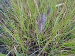 siergrassen, Tuin en Terras, Ophalen, Siergrassen