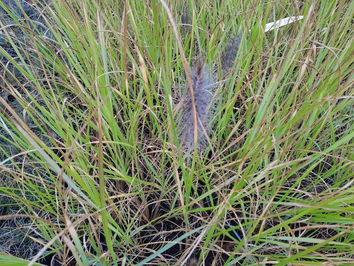 siergrassen, Tuin en Terras, Planten | Tuinplanten, Siergrassen, Ophalen