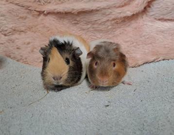 Cavia baby broertjes 