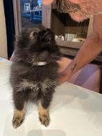 Prachtige  pomeriaan pups nog 3 reutjes wij mogen al weg, België, Particulier, Overige rassen, 8 tot 15 weken