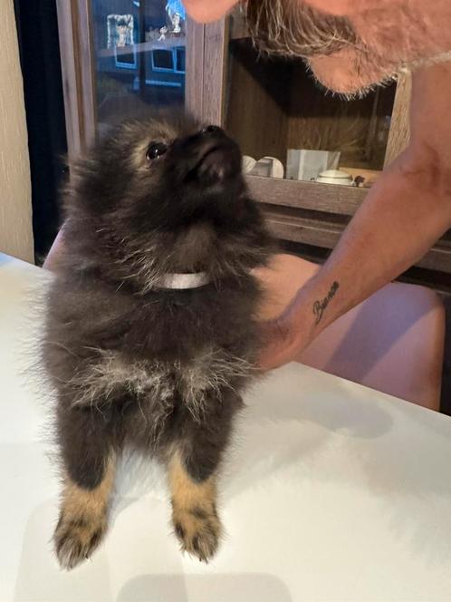 Prachtige  pomeriaan pups nog 3 reutjes wij mogen al weg, Dieren en Toebehoren, Honden | Chihuahua's en Gezelschapshonden, Meerdere dieren