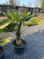 Trachycarpus wagnerianus palmboom, Tuin en Terras, Ophalen, Palmboom