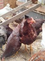 Red island, Dieren en Toebehoren, Pluimvee