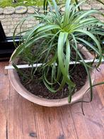 Plant en terracotta pot/schaal, Tuin en Terras, Ophalen