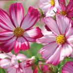 🎁graines de plantes de cosmos, Jardin & Terrasse, Plantes | Jardin, Envoi, Été, Annuelle, Plein soleil