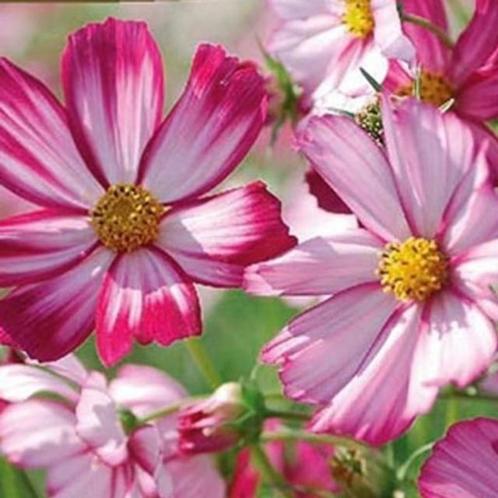 🎁graines de plantes de cosmos, Jardin & Terrasse, Plantes | Jardin, Annuelle, Plein soleil, Été, Envoi