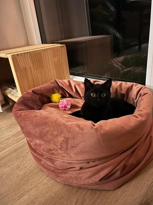 Supermooi mandje voor poesjes te koop!, Dieren en Toebehoren, Kattenmanden, Zo goed als nieuw, Ophalen of Verzenden