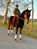 Super Brave 7 ans brun, Hongre
