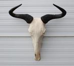 Schedel GNU / WILDEBEEST - met kiezen - gewei (ref. K), Enlèvement ou Envoi, Utilisé, Animal sauvage, Crâne