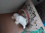 Witte reisduiven, Dieren en Toebehoren, Geringd