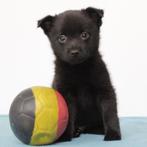 Schipperke - Belgische pups te koop, Dieren en Toebehoren, Honden | Herdershonden en Veedrijvers, België, CDV (hondenziekte), 8 tot 15 weken