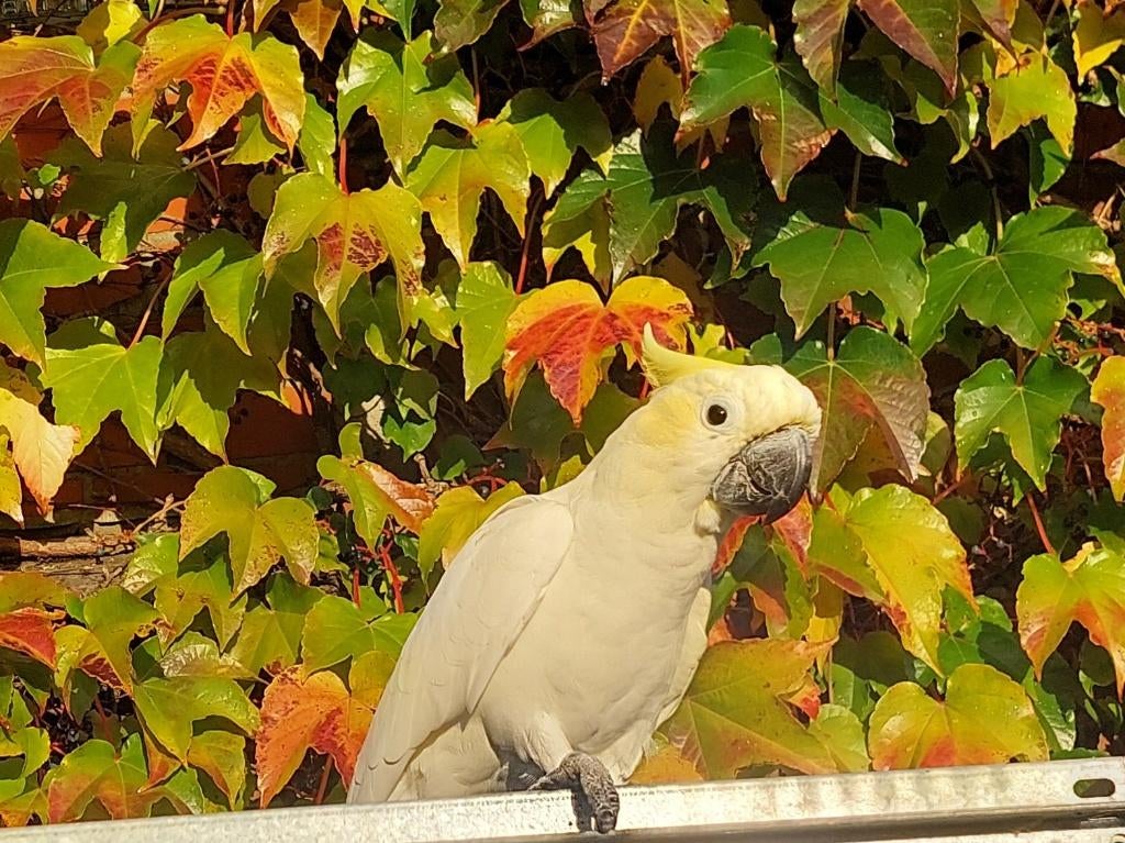 Geelkuif kaketoe, Mâle, Perroquet, Domestique