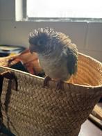 Te koop pyrrhura met kooi, Dieren en Toebehoren